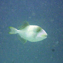 Pseudobalistes flavimarginatus