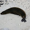 Galapagos Sea Lion