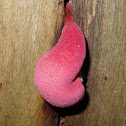 Strawberry bracket