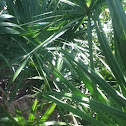 Palm Fronds