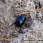 Dung Beetle