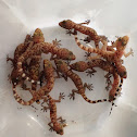 Mediterranean house gecko
