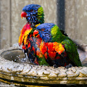 Rainbow Lorikeet