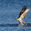 Osprey - Águia-pesqueira