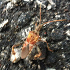 Leaf Footed Bug