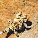 Thorny devil
