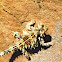 Thorny devil
