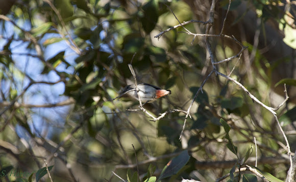 Spotting Image 1