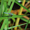 Blue Dasher Dragonfly