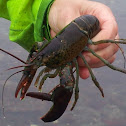 Lobster