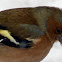 The Chaffinch