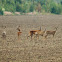 Roe Deer