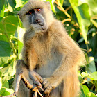 Yellow baboon