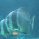 Boer's Batfish
