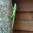Cuban anole