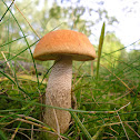 Red-capped Scaber Stalk/Oranje populierboleet