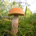 Red-capped Scaber Stalk/Oranje populierboleet