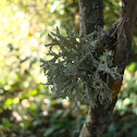 Oakmoss