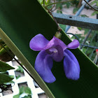Snail plant