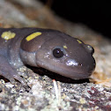 Spotted Salamander