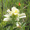 White Indian Paintbrush