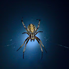 Orb Weaver