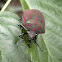 Shield-backed Bug