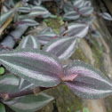 Wandering Jew