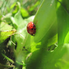 Asian Ladybug