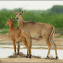Nilgai