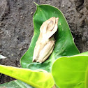 Borneo Eared Frog