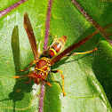 Paper Wasp