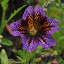 Velvet trumpet flower