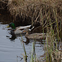 Mallard