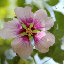 Tree Mallow