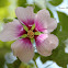 Tree Mallow