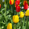 Amsterdam Tulips