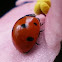 Ladybird