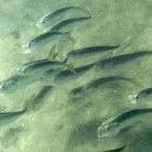 Yellow tailed menhaden