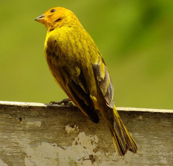 Saffron Finch; Canário da Terra verdadeiro (Brazil) Project Noah