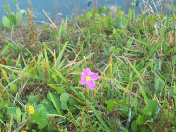 Spotting Image 1