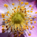Prickly wild rose