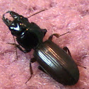 Ground beetle