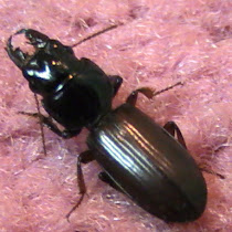 Arthropods of San Antonio, Texas
