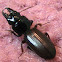 Ground beetle