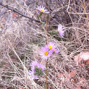 Western aster