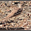 Stone Curlew