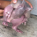 Armadillo 
