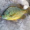 Pumpkin Fish
