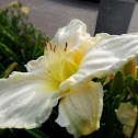Lily